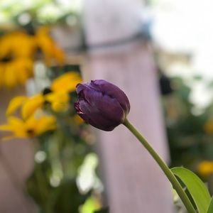 Meet your Posher, Amor